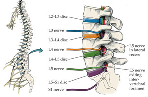 spine